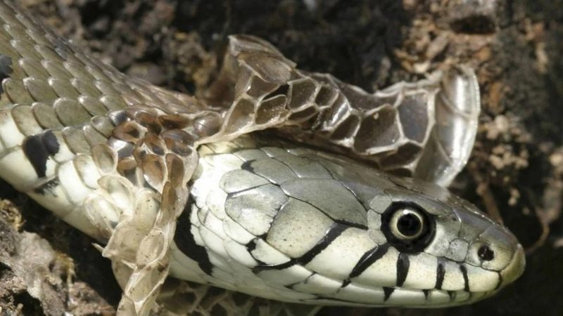 Mơ rắn đang lột da thể hiện sự thay đổi quá khứ