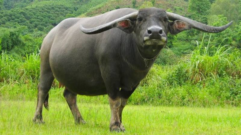 nam mo thay trau danh con gi 4 Nằm mơ thấy trâu đánh con gì? Tìm kiếm cơ hội phát tài